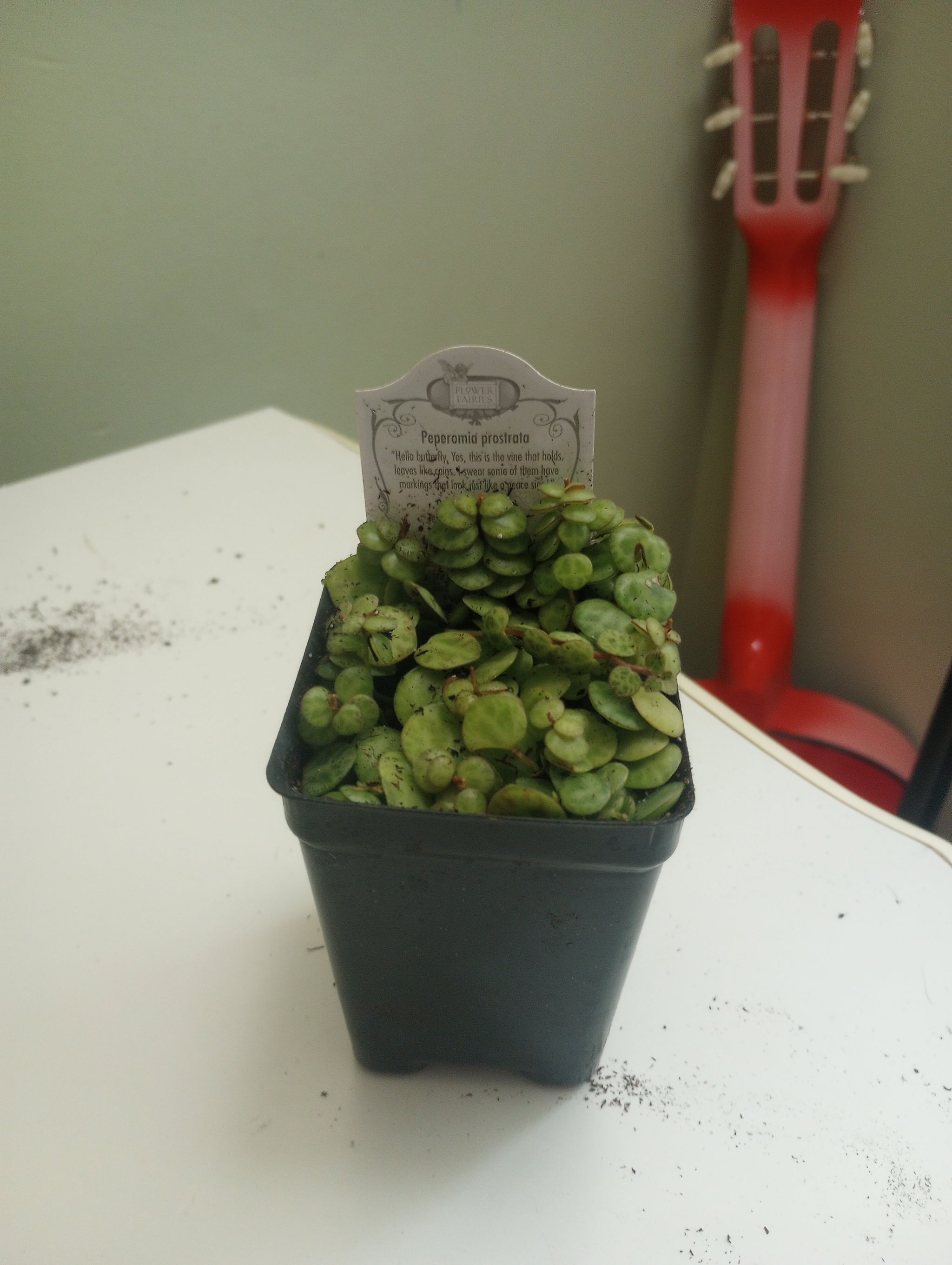 Photo of the plant species String of Turtles by @ParamountWaxivy named Plant Child on Greg, the plant care app