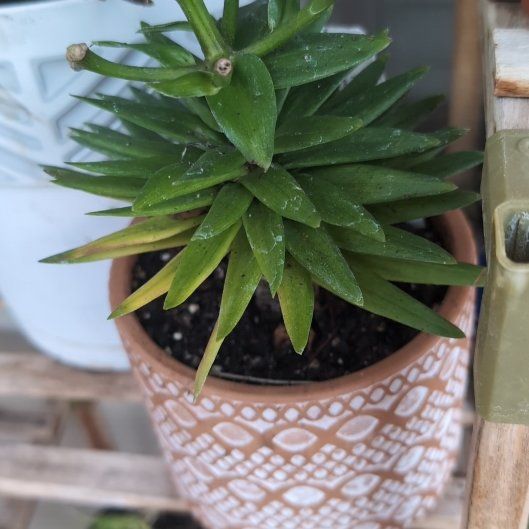 Photo of the plant species Lilium ‘Tiny Toons’ by @QuaintAnahaw named Kesha on Greg, the plant care app