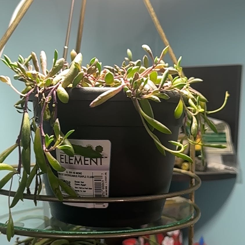 Photo of the plant species Curio herreanus 'Purple Flush' by @ResoluteRedsky named Michelle Branch on Greg, the plant care app