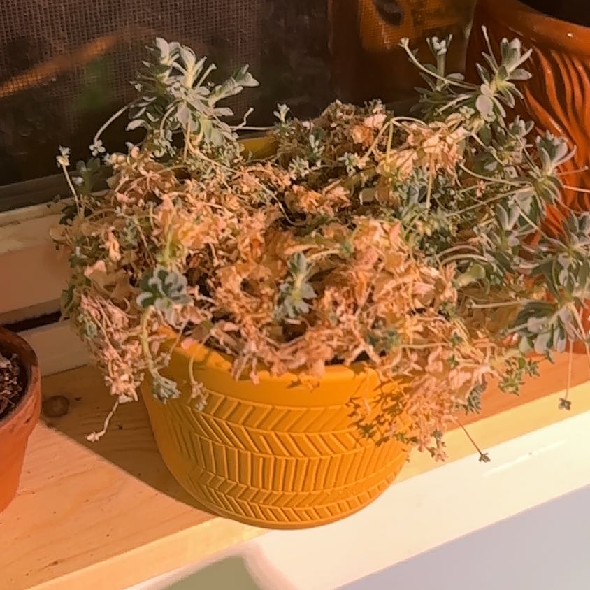 Photo of the plant species Dunce Cap by @ResoluteRedsky named Bodhi on Greg, the plant care app
