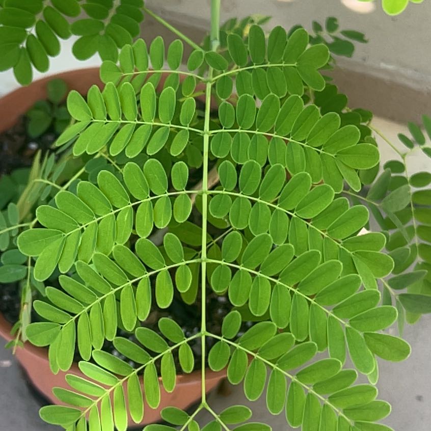 Healthy Dwarf Poinciana plant with vibrant green leaves in a pot.