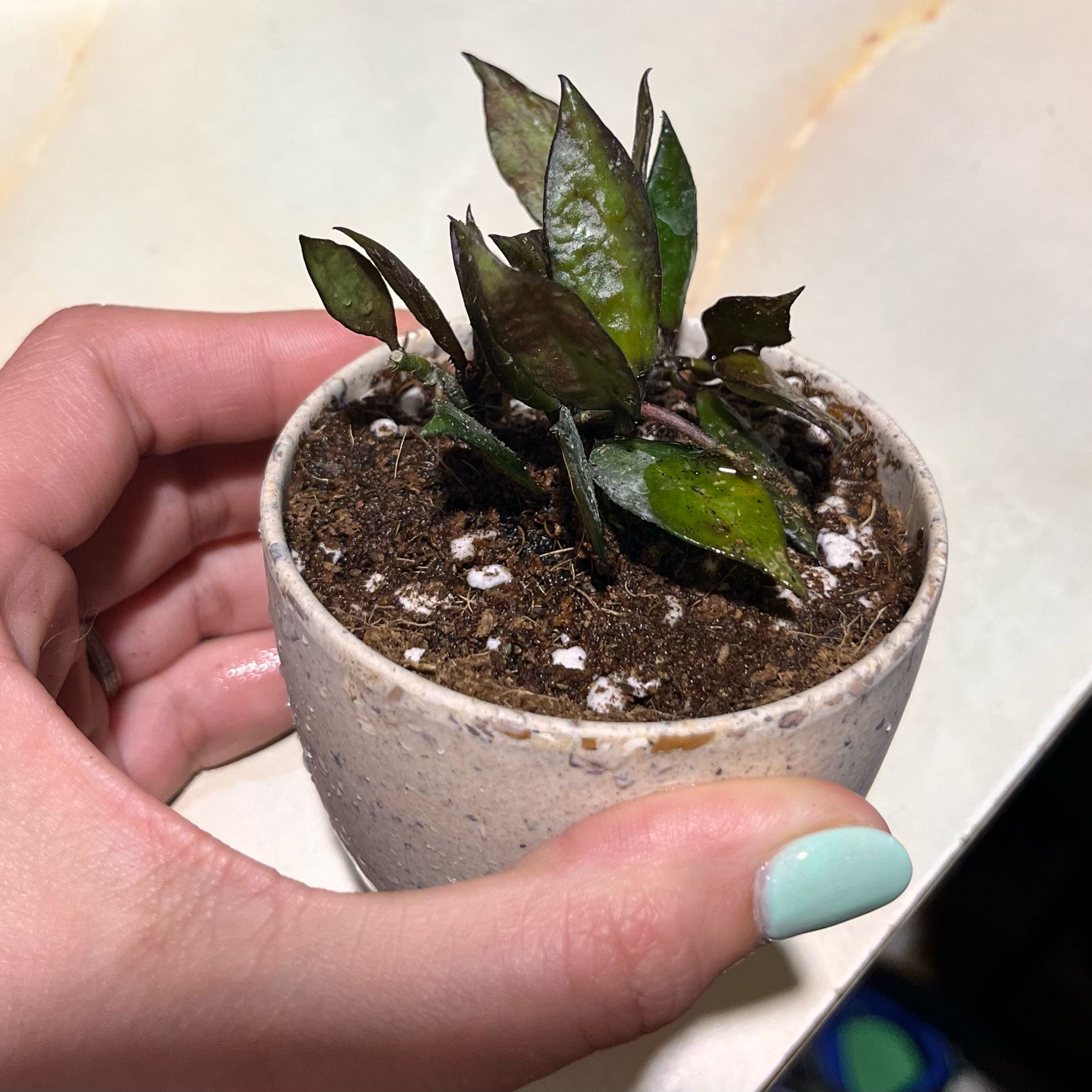 Hoya krohniana black plant in a small pot with visible soil and some browning leaves.