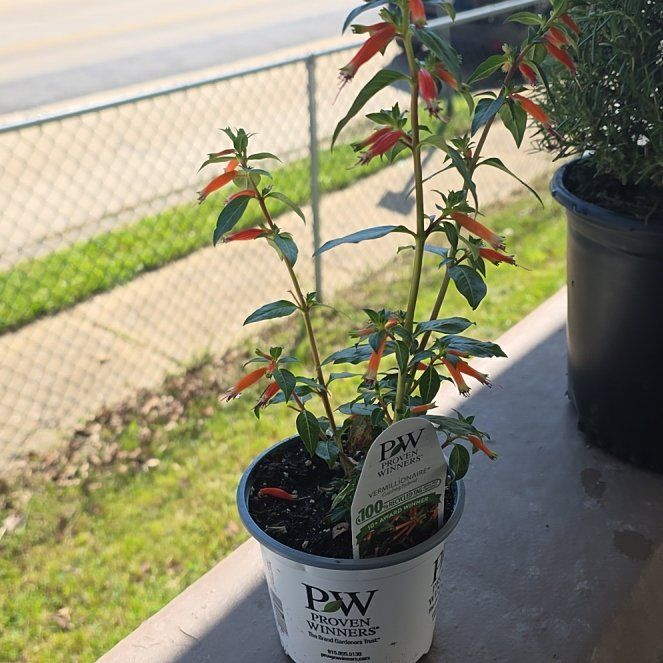 Photo of the plant species Vermillionaire® Firecracker Plant by @WetYourPlants named Queen on Greg, the plant care app