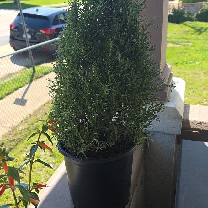 Photo of the plant species Tuscan Blue Rosemary by @WetYourPlants named Bruce Lee on Greg, the plant care app