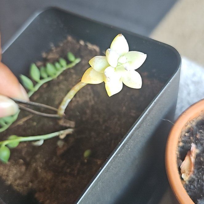 Photo of the plant species Pink Ghost Plant by @DiscipleBeans named Fernie Mercury on Greg, the plant care app