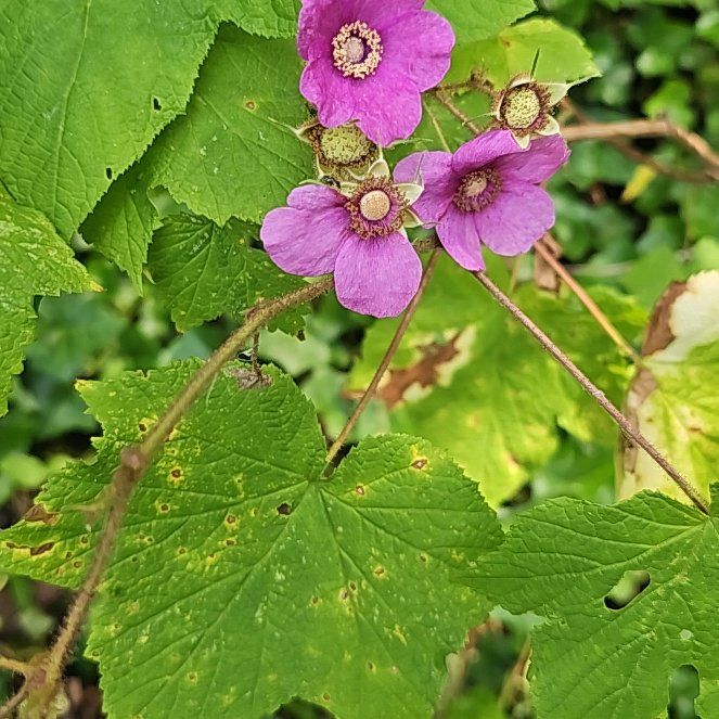 Photo of the plant species Purple-Flowered Raspberry by @HonestLuckynut named Sanders on Greg, the plant care app