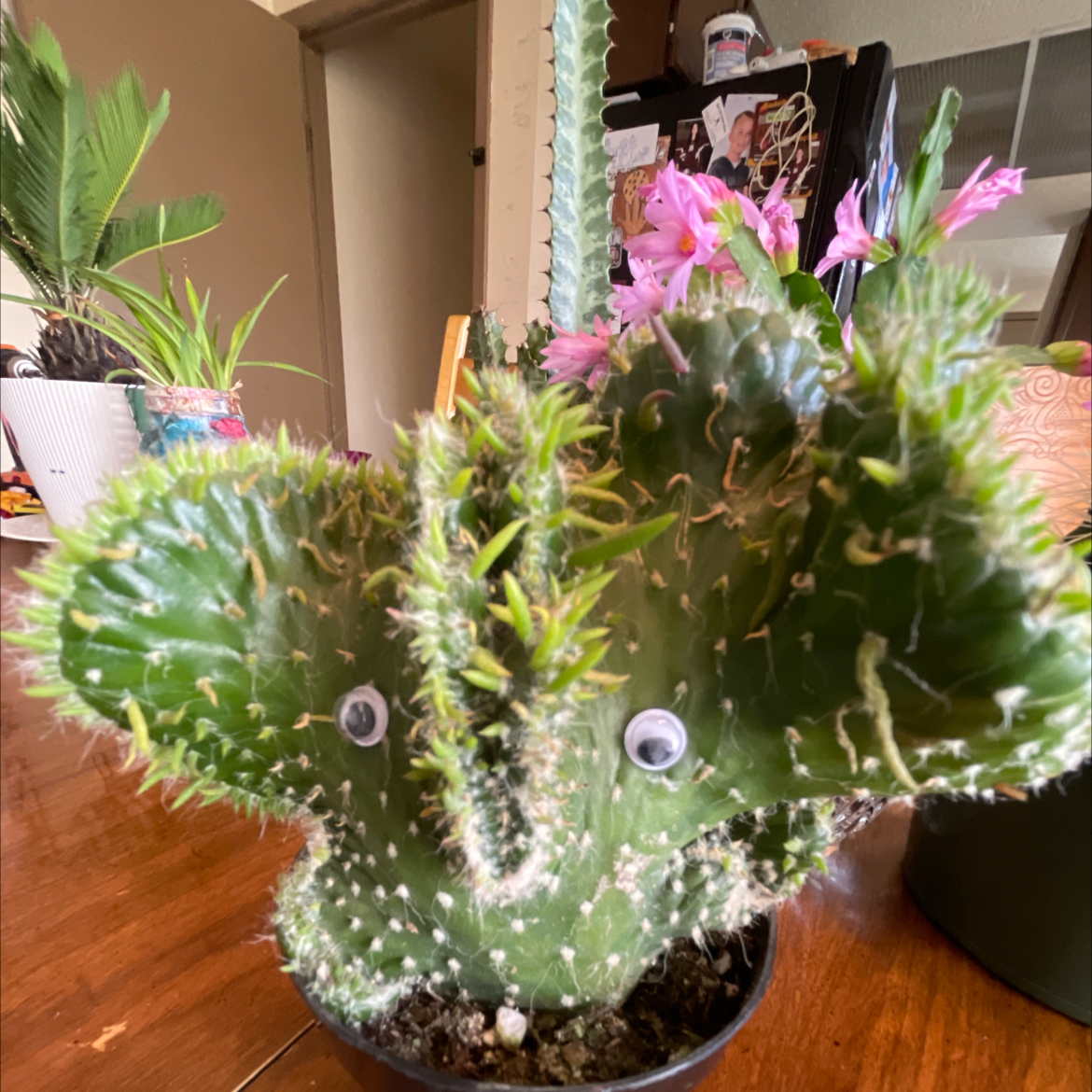 Photo of the plant species Austrocylindropuntia subulata f. cristata 'Snow Ridge' by @SageBluefescue named Benjamin Franklin the 12th on Greg, the plant care app