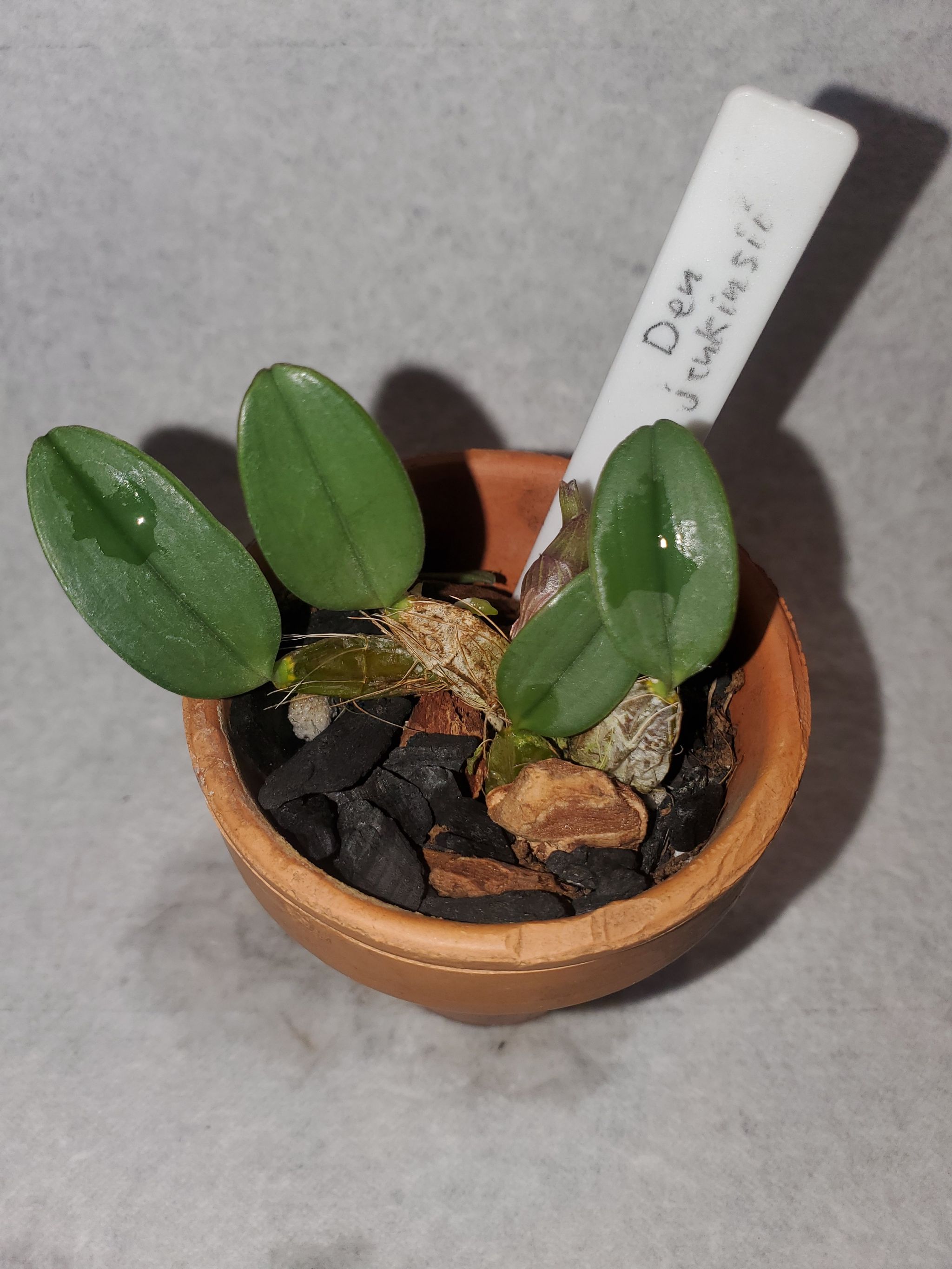 Photo of the plant species dendrobium by @DearWallflower named Dendrobium Jenkinsii on Greg, the plant care app