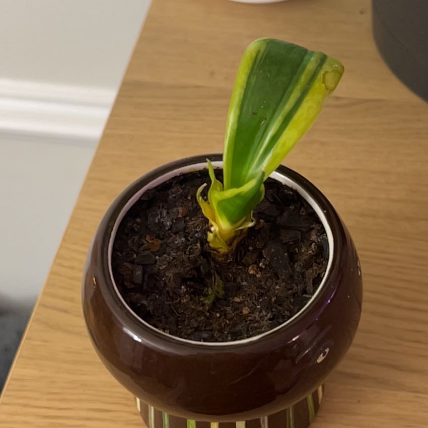 A young Golden Flame Snake Plant in a small pot with visible soil and green-yellow leaves.