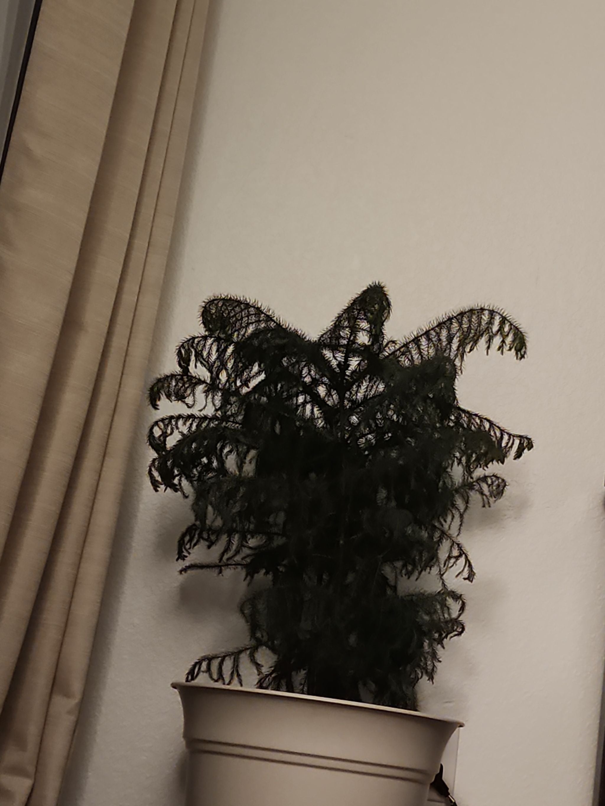 New Caledonia Pine Care 101 Water, Light & Growing Tips