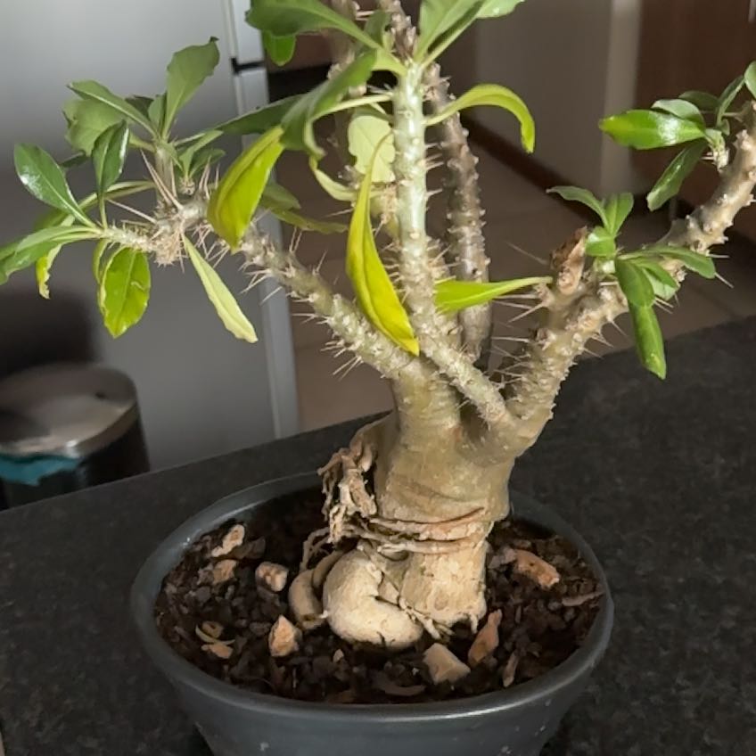 Photo of the plant species Kudu Lily by @PaternalTauhinu named Kobe on Greg, the plant care app