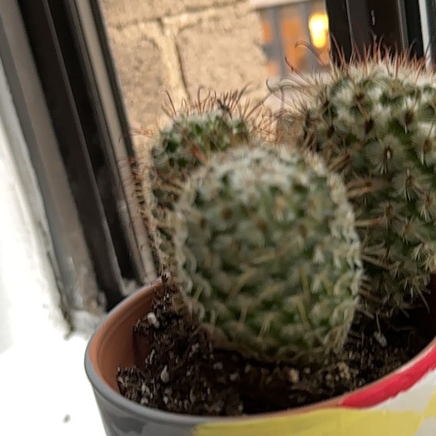 Photo of the plant species Mammiliaria Senilis by @GladYuzutree named Sven on Greg, the plant care app