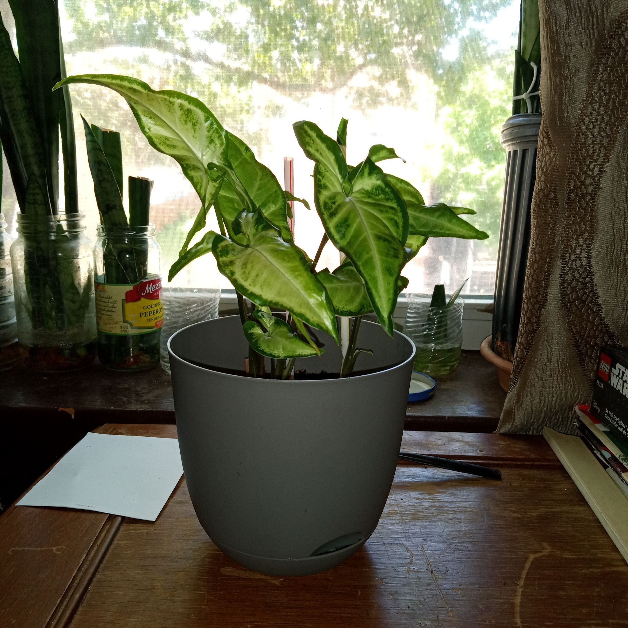 Photo of the plant species arrow head vine by @AdorableChervil named Zion on Greg, the plant care app
