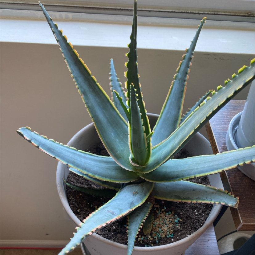 A healthy Aloe 'Swordfish' plant in a pot with visible soil.