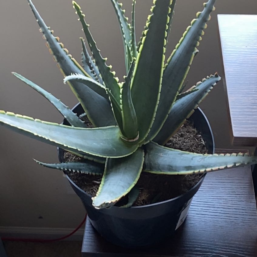 A healthy Aloe 'Swordfish' plant in a pot with serrated leaves.