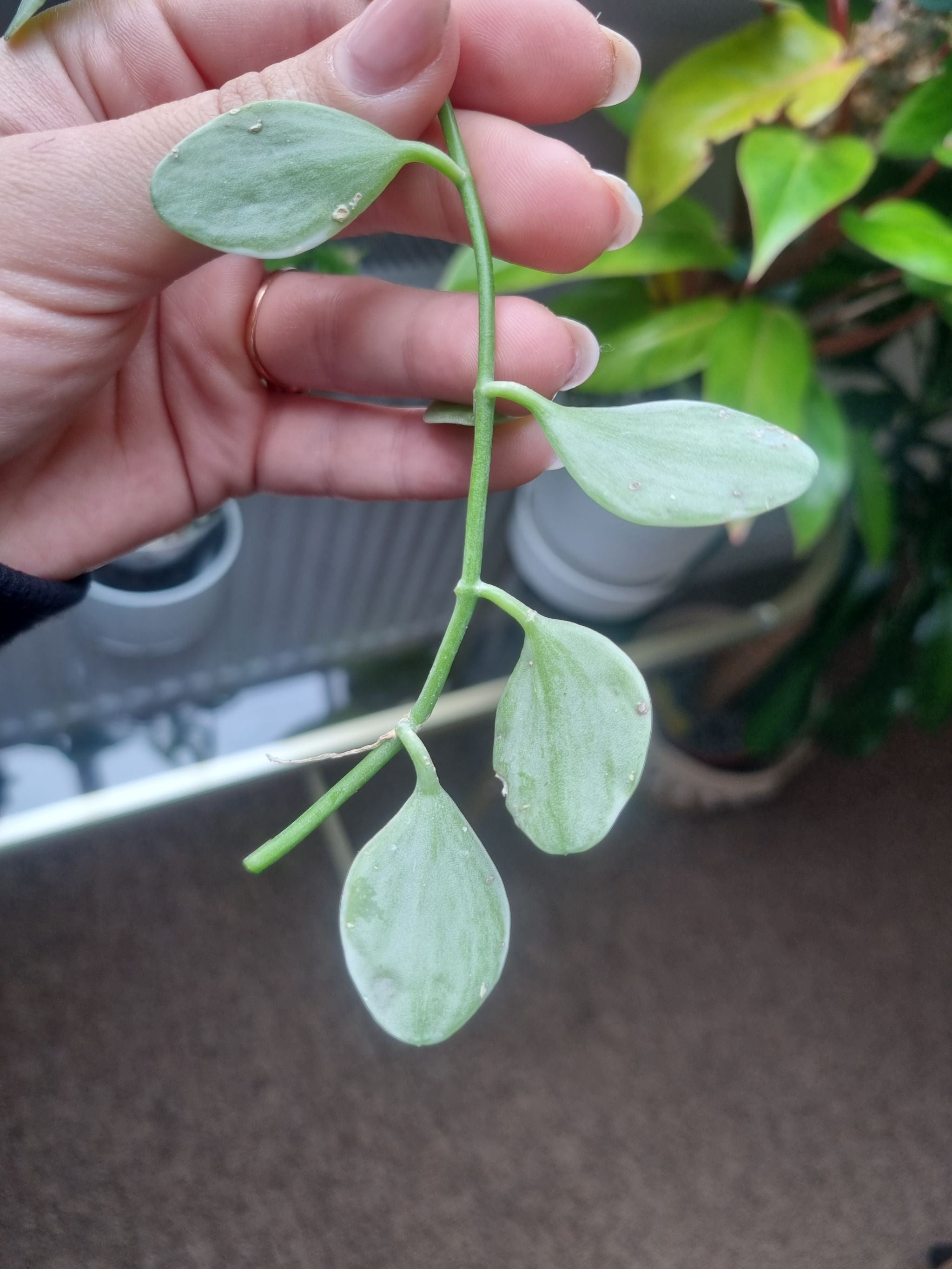 🔍 What to Do About Black Spots on Your Dischidia