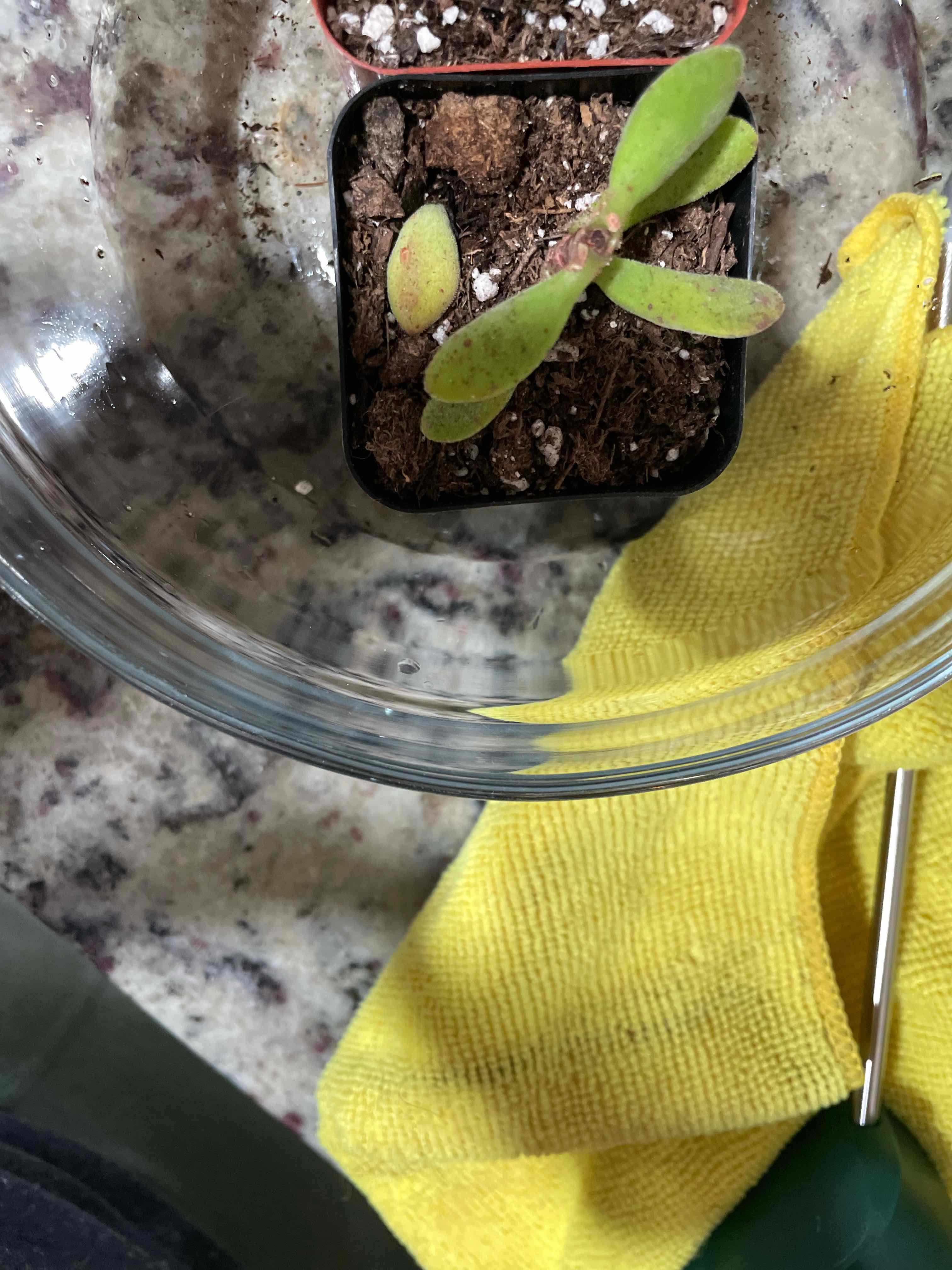 Small potted Crassula rogersii plant in a glass container with visible soil and a yellow cloth nearby.