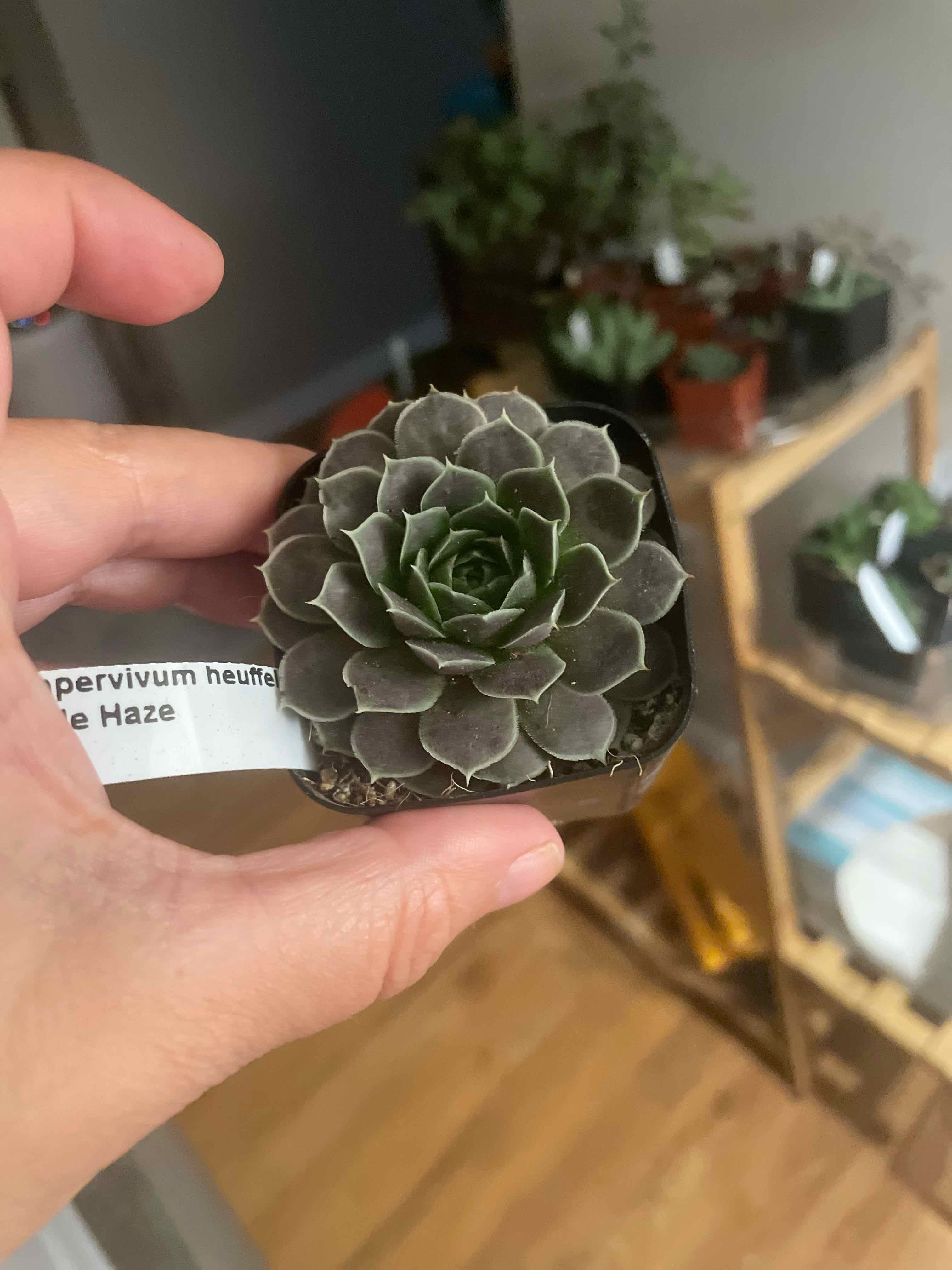 Photo of the plant species Sempervivum heuffelii by @MaestroRedbush named Khaleesi on Greg, the plant care app