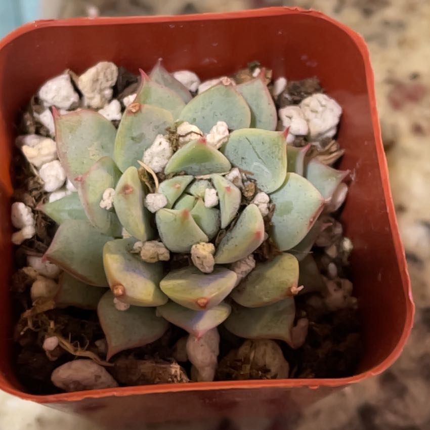 Echeveria 'Tippy' succulent in a small pot with visible soil and white stones.