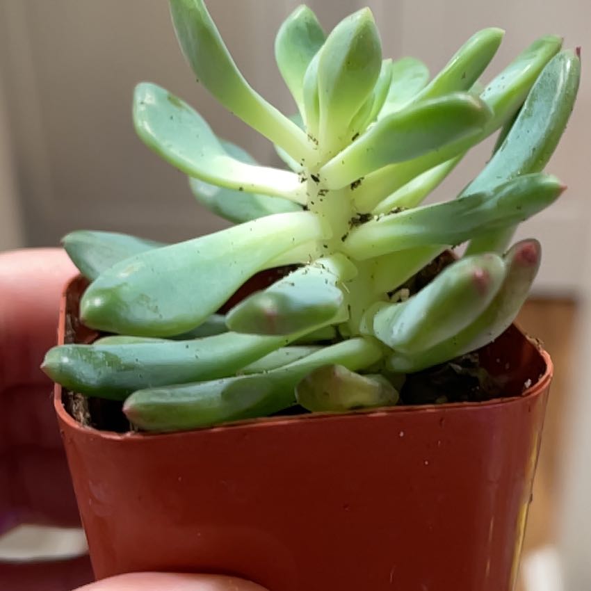 Photo of the plant species Blue Elf by @MaestroRedbush named Bella on Greg, the plant care app