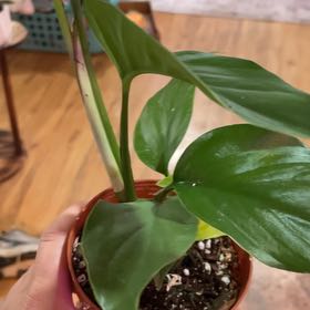 Photo of the plant species Rhaphidophora pertusa by @MaestroRedbush named Morgan Treeman on Greg, the plant care app