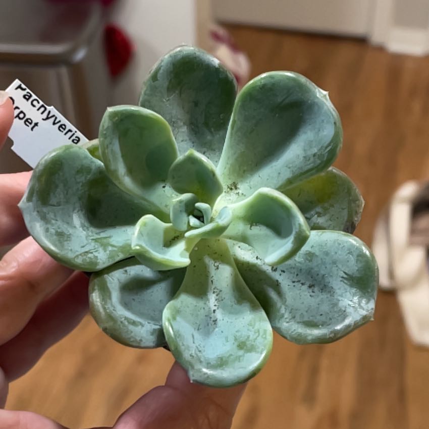 Photo of the plant species Pachyveria 'Orpet' by @MaestroRedbush named Wall-E on Greg, the plant care app