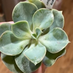 Photo of the plant species Echeveria 'Green Pearl' by @MaestroRedbush named Treeyoncé on Greg, the plant care app