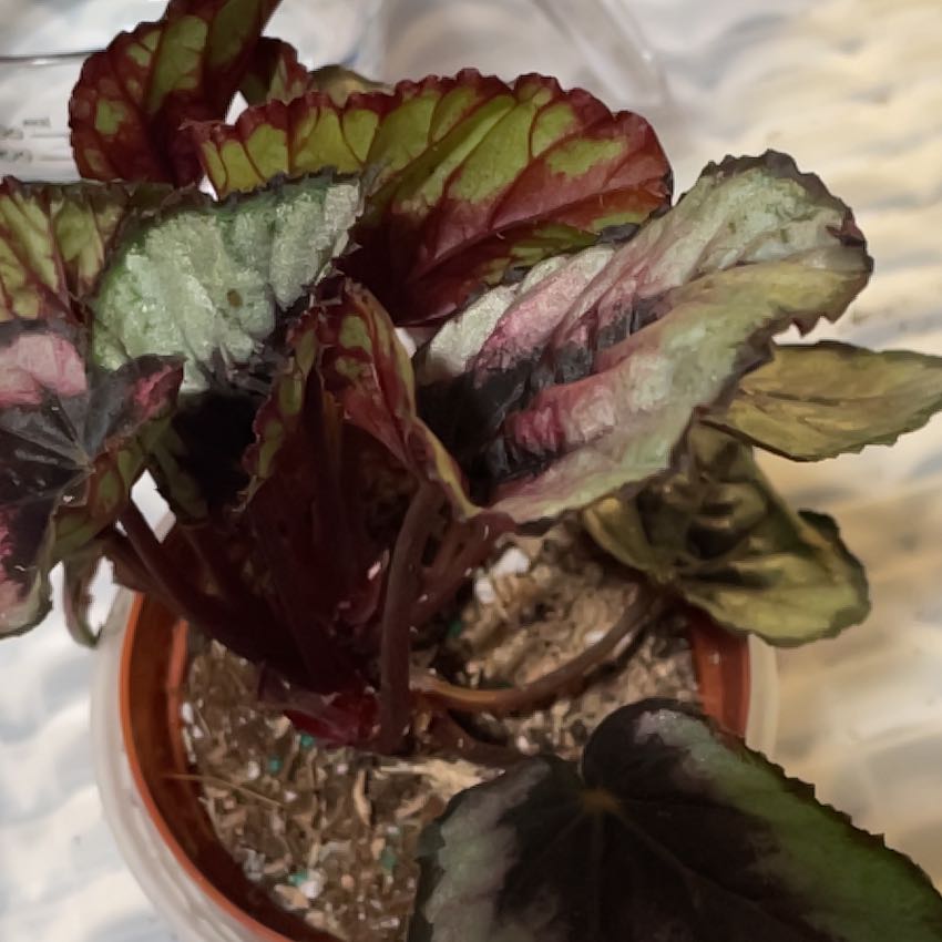 Plant care for Red Carpet Sedum on Greg, the plant care app