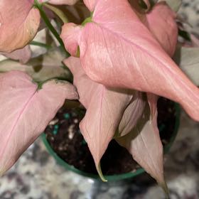 Photo of the plant species Syngonium podophyllum 'Mickey' by @MaestroRedbush named Elle on Greg, the plant care app