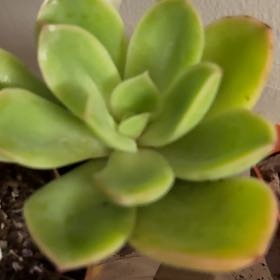Photo of the plant species Tulip Echeveria by @MaestroRedbush named Girlfrond on Greg, the plant care app