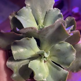 Photo of the plant species Giant Blue by @MaestroRedbush named Homer S on Greg, the plant care app