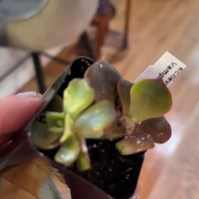Photo of the plant species Echeveria 'Vampire Red ball' by @MaestroRedbush named Vampy on Greg, the plant care app