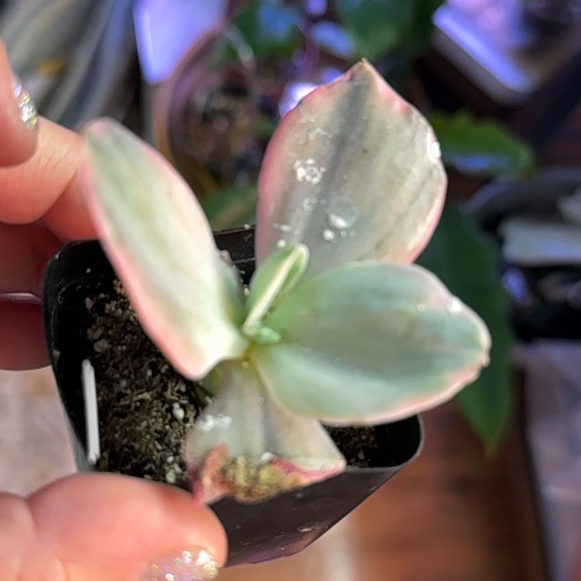 Photo of the plant species Echeveria Decora Variegata by @MaestroRedbush named Eva on Greg, the plant care app