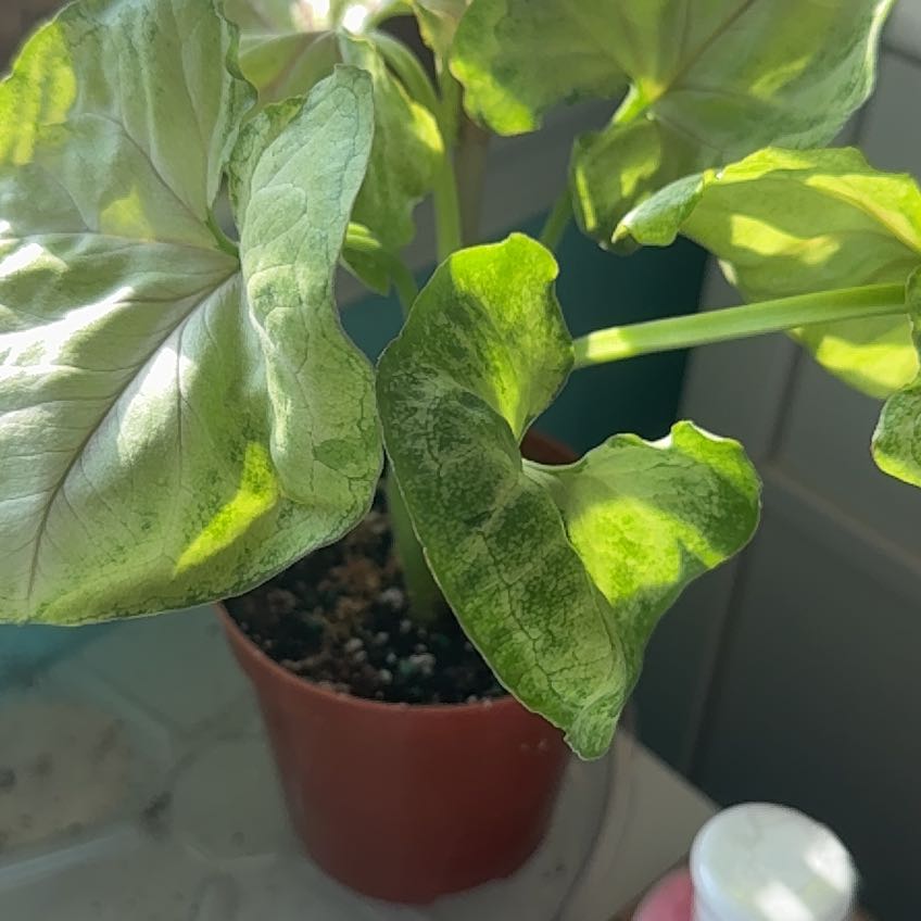 Photo of the plant species Syngonium 'Kiwi Delight' by @MaestroRedbush named Darwin on Greg, the plant care app