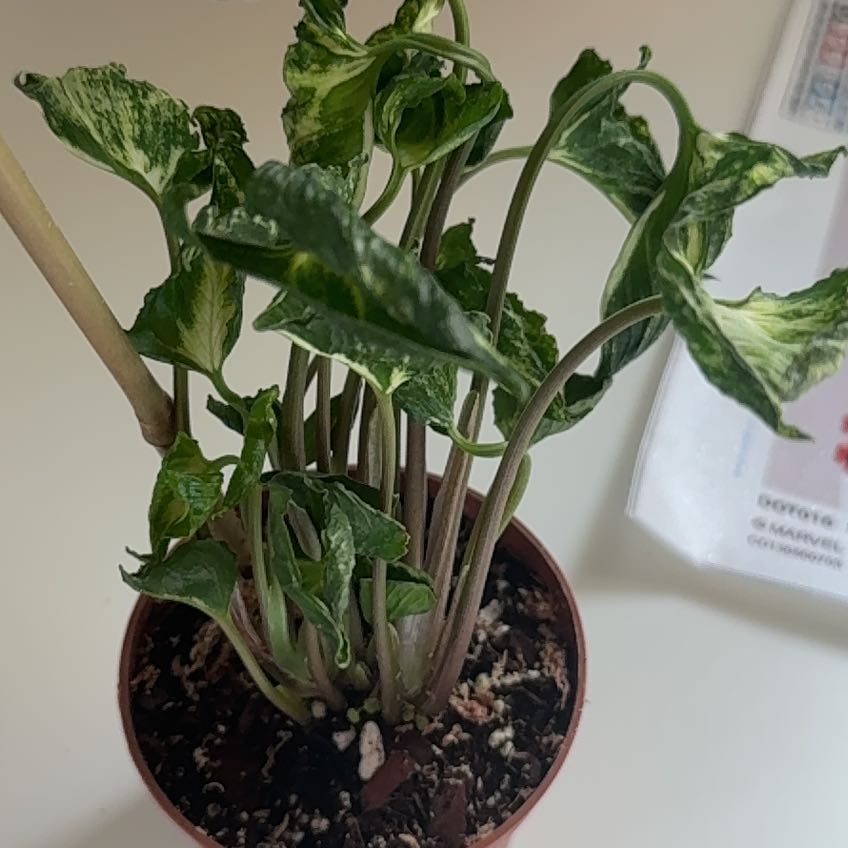 Photo of the plant species Syngonium Godzilla by @MaestroRedbush named Bruce Lee on Greg, the plant care app