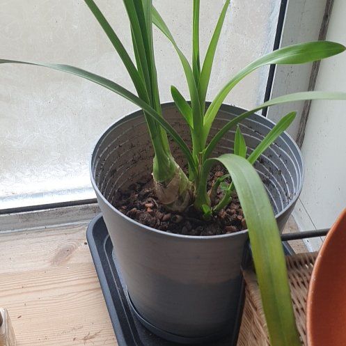Photo of the plant species Cymbidium Orchid 'Fashion Show' by @EarlyCassava named Apollo on Greg, the plant care app