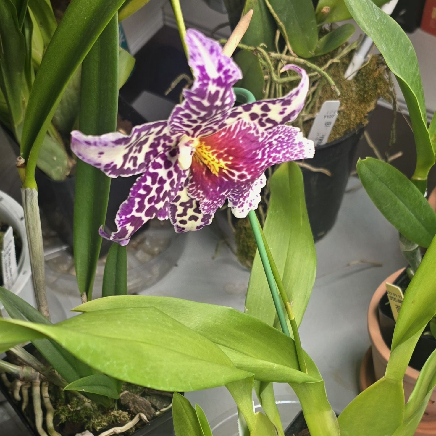 Photo of the plant species Hilo Sparkle Orchid by @NachoMama named Denali on Greg, the plant care app