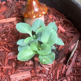 Photo of the plant species Blue Mouse Ear Hosta by @ZestBunnyears named Mochi on Greg, the plant care app