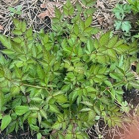 Photo of the plant species Astilbe rivularis by @LucidSagebush named Bigleef Smalls on Greg, the plant care app