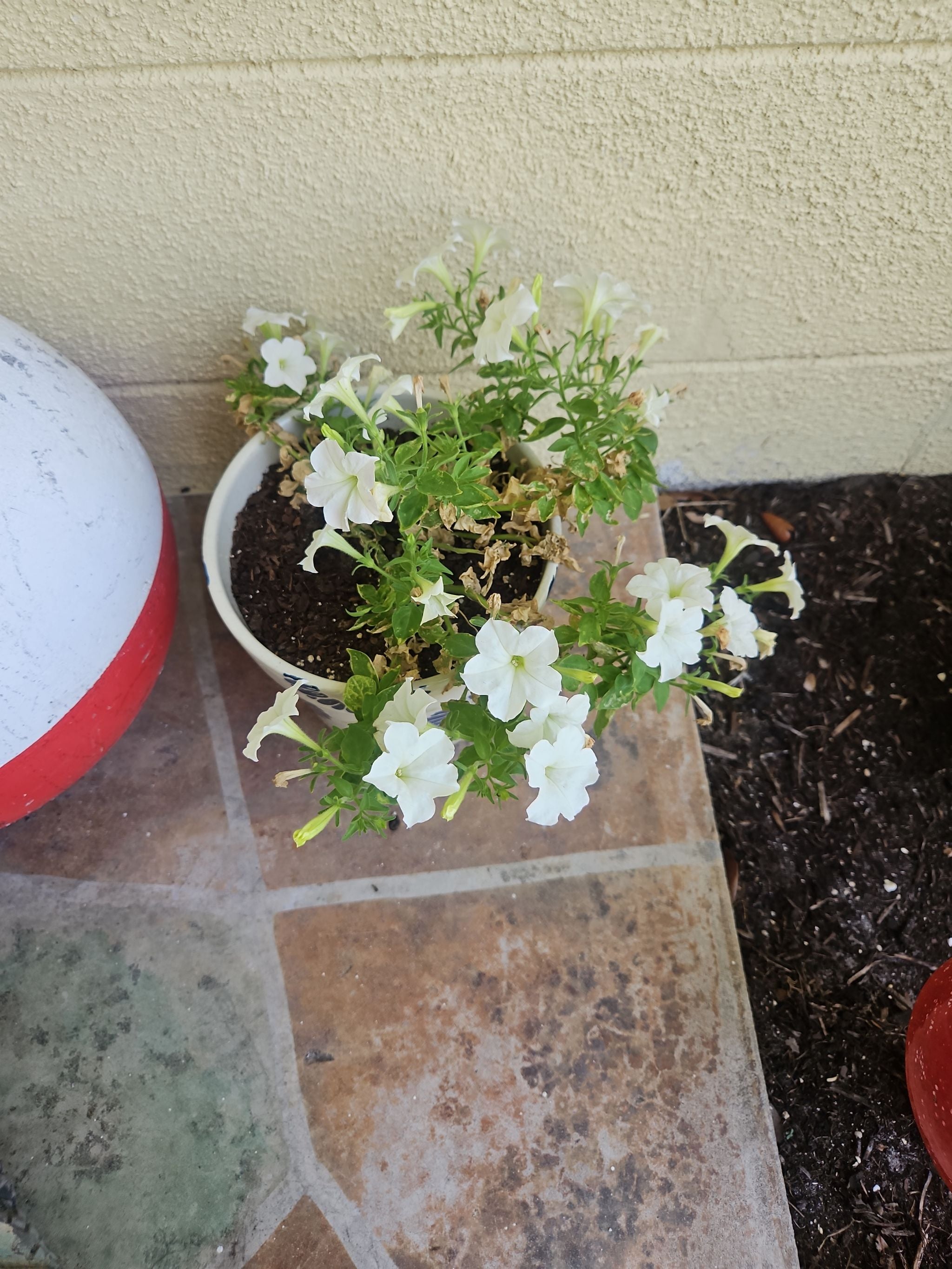 Best Pot for Petunia 'Easy Wave Lavender Sky Blue' 🌸