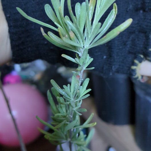 Photo of the plant species Thinleaf Fourwing Saltbush by @SleekIodanthus named Athena on Greg, the plant care app