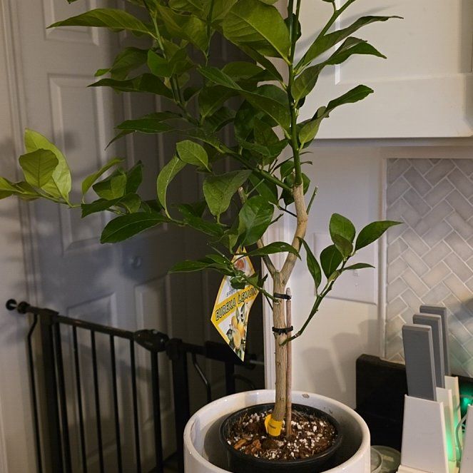 Photo of the plant species Eureka Lemon by @HeroHotpeppers named Marilyn on Greg, the plant care app