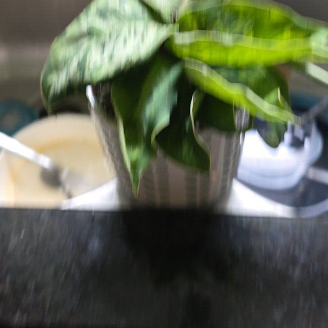 Photo of the plant species King of Hearts by @HeroHotpeppers named Cleopatra on Greg, the plant care app