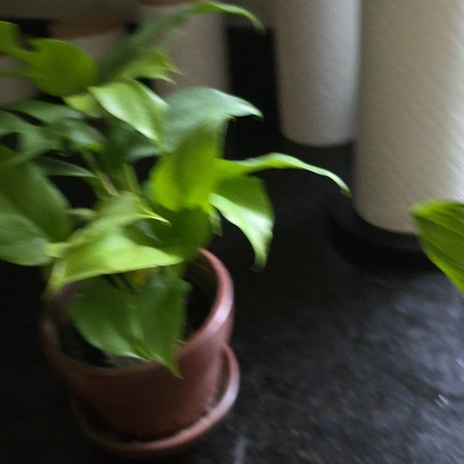 Photo of the plant species Monstera Ginny by @HeroHotpeppers named Queen on Greg, the plant care app