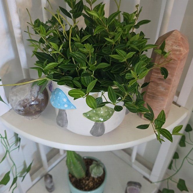 Photo of the plant species Beetle Peperomia by @HeroHotpeppers named Maya on Greg, the plant care app