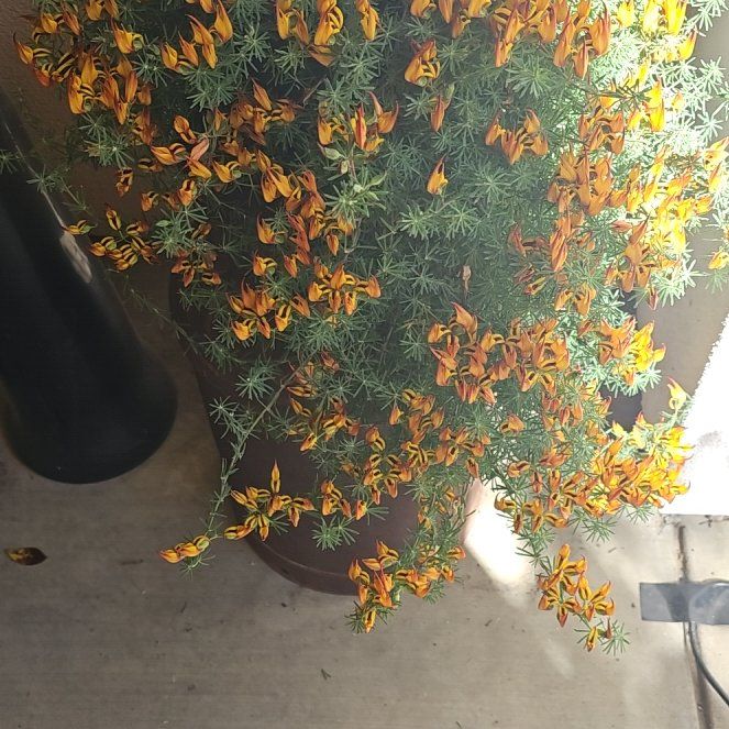 Photo of the plant species Lotus berthelotii by @PlayfullyQuince named Parrot's beak on Greg, the plant care app