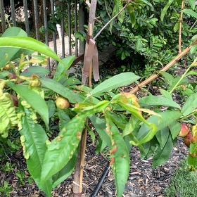 Photo of the plant species Hardired Nectarine Tree by @LucidAnchistea named Muhammad Ali on Greg, the plant care app