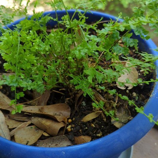 Photo of the plant species Narrowleaf Bittercress by @ZarfCurlyslim named Miley on Greg, the plant care app