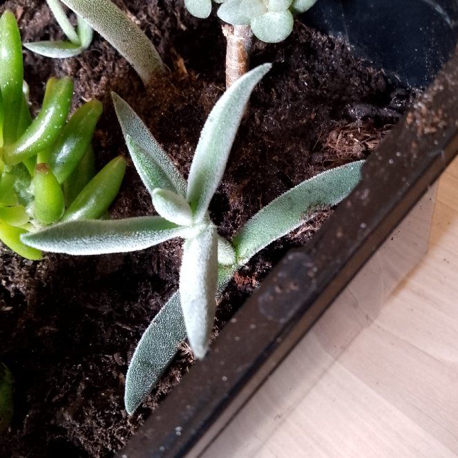 Photo of the plant species Crassula Tenelli by @VitalBlusher named Tenelli on Greg, the plant care app