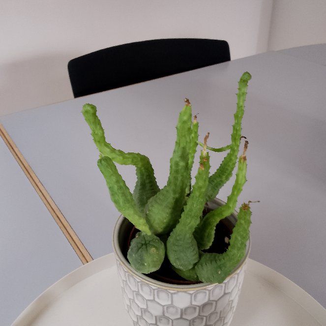 Photo of the plant species False Globose Spurge by @VitalBlusher named Globosa on Greg, the plant care app